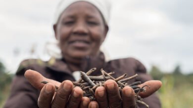 Kenya's Pula raises $6 Million Series A to provide Insurance to Small Farmers