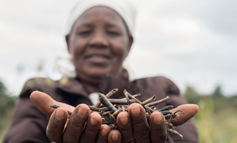 Kenya's Pula raises $6 Million Series A to provide Insurance to Small Farmers