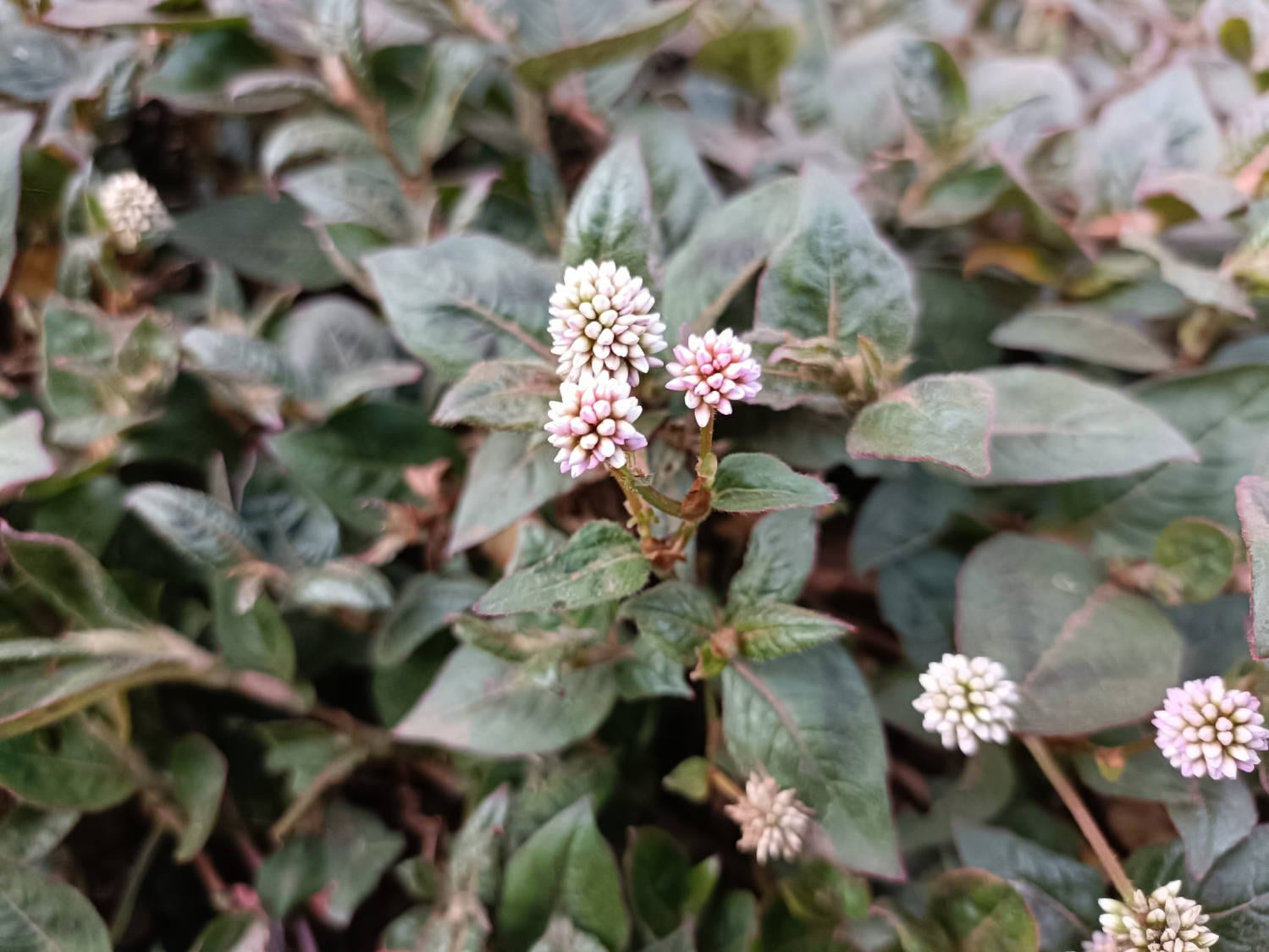 OPPO Reno6 5G Review Camera Samples