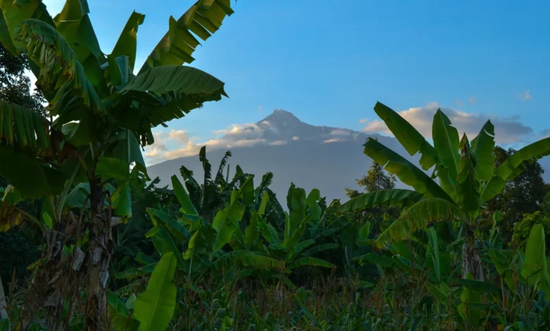Microsoft invests in Kenyan Agriculture Platform to promote Digitalisation