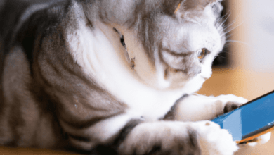 Why smartphone reviews matter