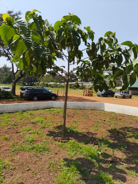 Parking-area-in-Mumias-complex