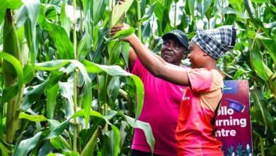 Kenya's first agriculture securitisation deal raises KES 276 million, turning smallholder farmer loans into investable assets.